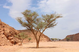 Acacia tree in Ein Khadra Desert Oasis, Nuweibaa, South Sinai, Egypt. Via Wikimedia Commons